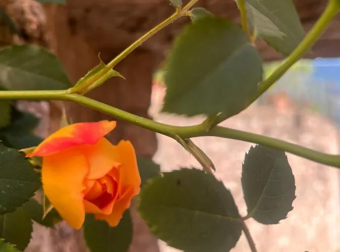 A With A View-spello Spello